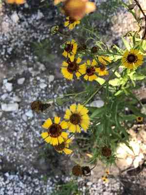 Pretty sneezeweed(Helenium elegans)
