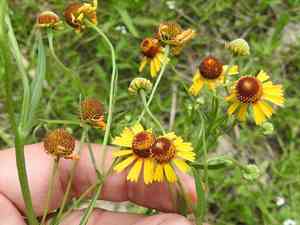 Pretty sneezeweed(Helenium elegans)