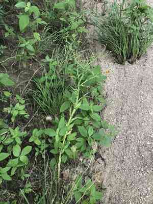 Pretty sneezeweed(Helenium elegans)