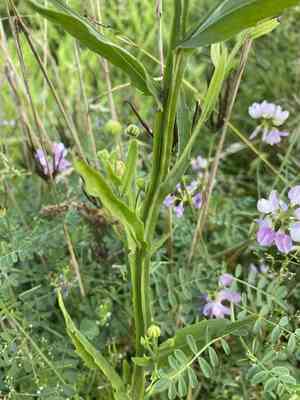 Purplehead sneezeweed(Helenium flexuosum)