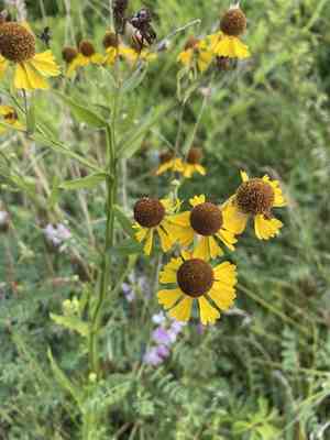 Purplehead sneezeweed(Helenium flexuosum)