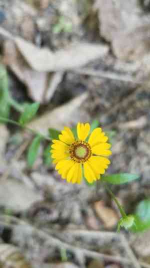 Purplehead sneezeweed(Helenium flexuosum)