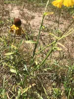 Purplehead sneezeweed(Helenium flexuosum)