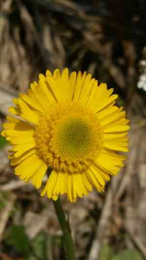 Southeastern sneezeweed(Helenium pinnatifidum)