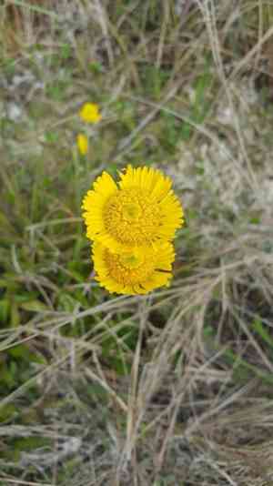 Southeastern sneezeweed(Helenium pinnatifidum)