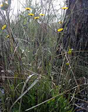 Southeastern sneezeweed(Helenium pinnatifidum)