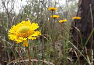 Southeastern sneezeweed(Helenium pinnatifidum)