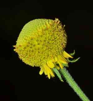 Rosilla(Helenium puberulum)