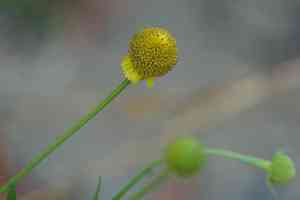 Rosilla(Helenium puberulum)