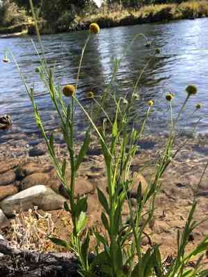 Rosilla(Helenium puberulum)