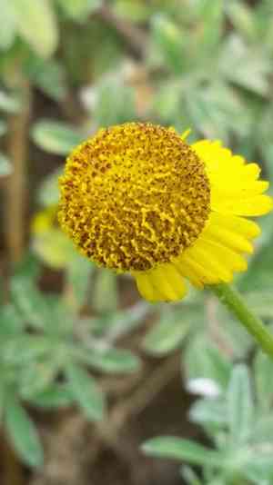Rosilla(Helenium puberulum)