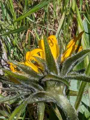 Mt. diablo helianthella(Helianthella castanea)