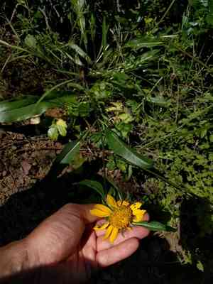 Mt. diablo helianthella(Helianthella castanea)