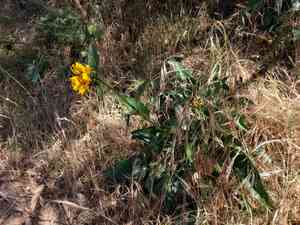 Mt. diablo helianthella(Helianthella castanea)