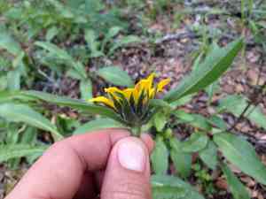 Mt. diablo helianthella(Helianthella castanea)