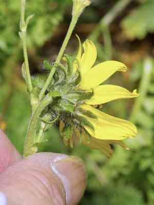 Fivenerve helianthella(Helianthella quinquenervis)