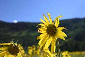 Fivenerve helianthella(Helianthella quinquenervis)