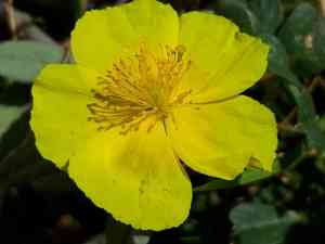 Hoary rock-rose(Helianthemum canum)