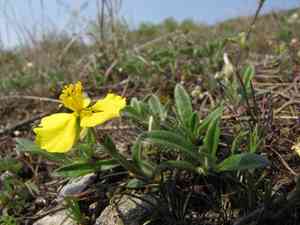 Hoary rock-rose(Helianthemum canum)