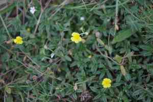 Hoary rock-rose(Helianthemum canum)