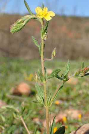 Willowleaf frostweed(Helianthemum salicifolium)
