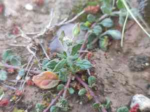 Willowleaf frostweed(Helianthemum salicifolium)