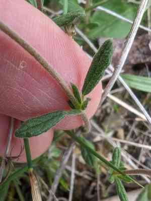 Willowleaf frostweed(Helianthemum salicifolium)