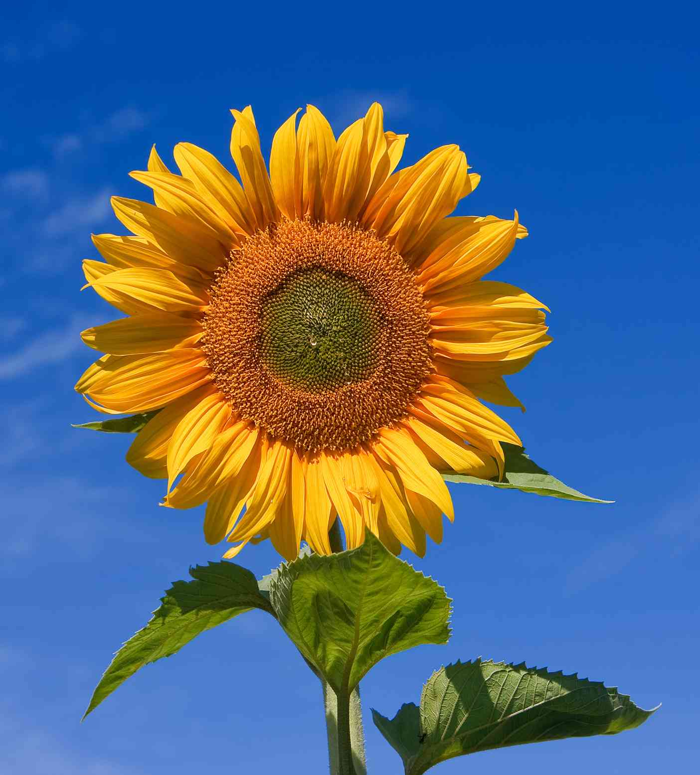 Common sunflower(Helianthus annuus)