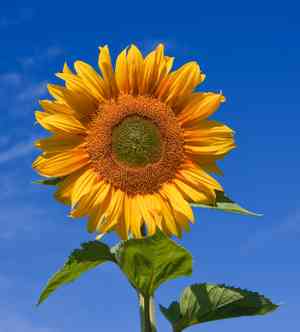 Common sunflower(Helianthus annuus)
