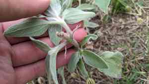 Silverleaf sunflower(Helianthus argophyllus)