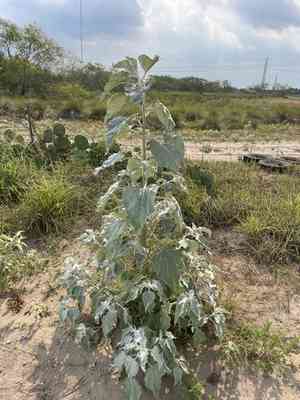 Silverleaf sunflower(Helianthus argophyllus)