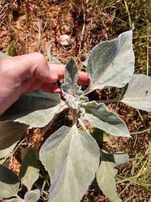 Silverleaf sunflower(Helianthus argophyllus)