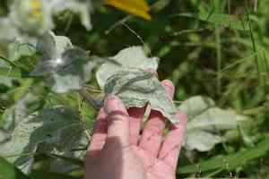 Silverleaf sunflower(Helianthus argophyllus)