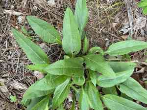 Purpledisk sunflower(Helianthus atrorubens)