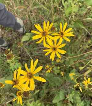 Purpledisk sunflower(Helianthus atrorubens)