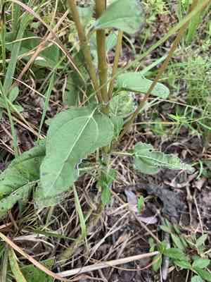 Purpledisk sunflower(Helianthus atrorubens)