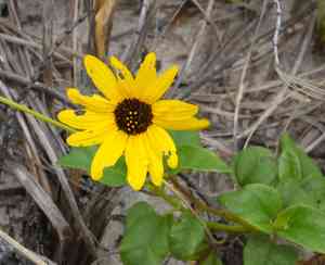 Beach sunflower(Helianthus debilis)