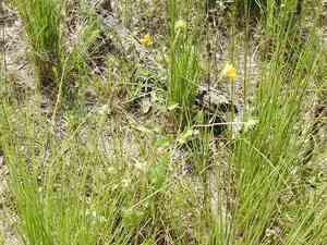 Beach sunflower(Helianthus debilis)