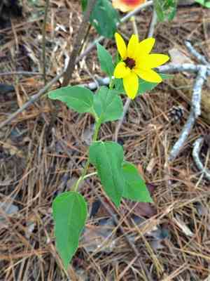 Beach sunflower(Helianthus debilis)