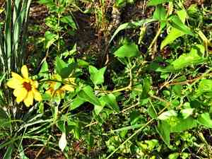 Beach sunflower(Helianthus debilis)