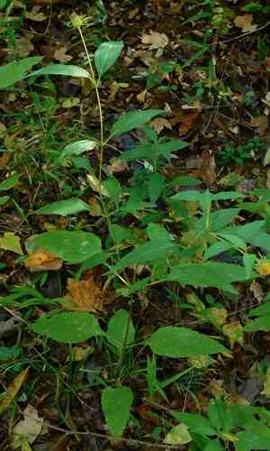 Thinleaf sunflower(Helianthus decapetalus)
