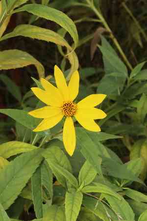 Thinleaf sunflower(Helianthus decapetalus)
