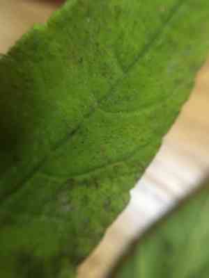 Thinleaf sunflower(Helianthus decapetalus)