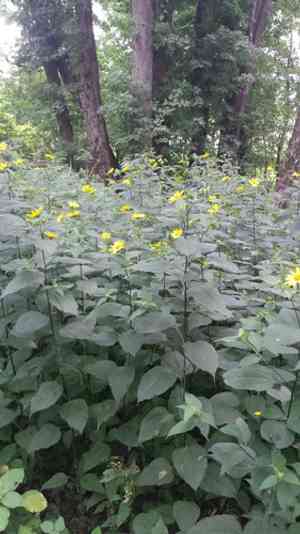 Thinleaf sunflower(Helianthus decapetalus)