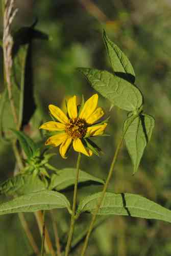 Woodland sunflower(Helianthus divaricatus)