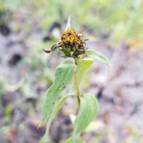 Woodland sunflower(Helianthus divaricatus)