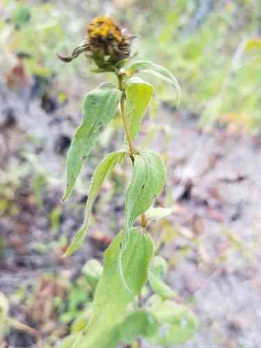 Woodland sunflower(Helianthus divaricatus)
