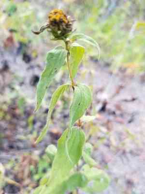 Woodland sunflower(Helianthus divaricatus)