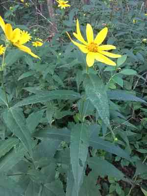 Woodland sunflower(Helianthus divaricatus)