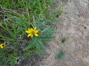 Hairy sunflower(Helianthus hirsutus)